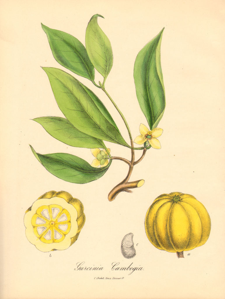 PLANTAE UTILIORES. Gamboge Mangostan(Garcinia Cambogia) Hand colour.BURNETT 1842